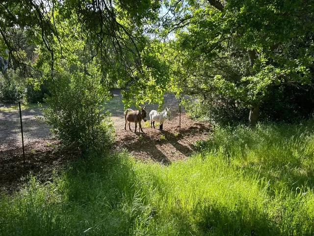 Palo Alto Donkey Park / Barron Park Donkeys 🐴💚