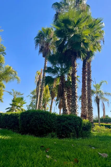 Jemaa el - Fnaa Square 🏟️