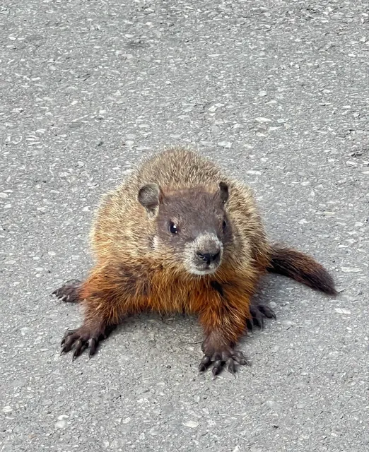 A niche strawberry farm in Ontario 🧺 | A day as a farm girl 🍓