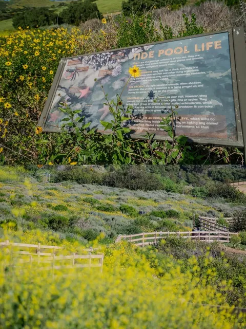 🌼 Spring Blossoms by the Sea