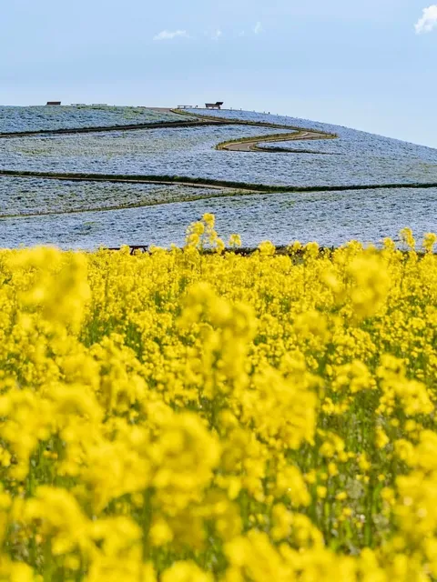 National Hitachi Seaside Park  (2)