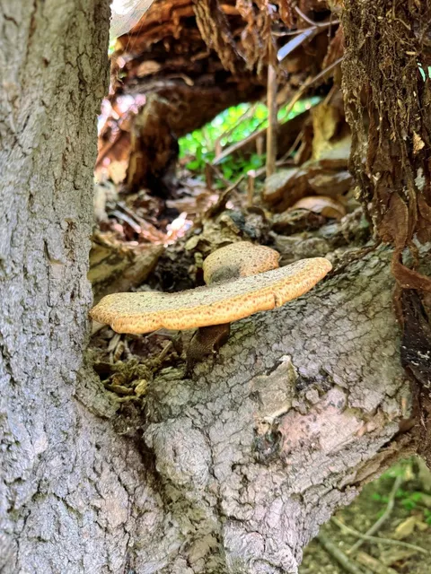 🌿 ​​Sunnybrook Trail | Summer Escape Guide for Families​​ 🌞