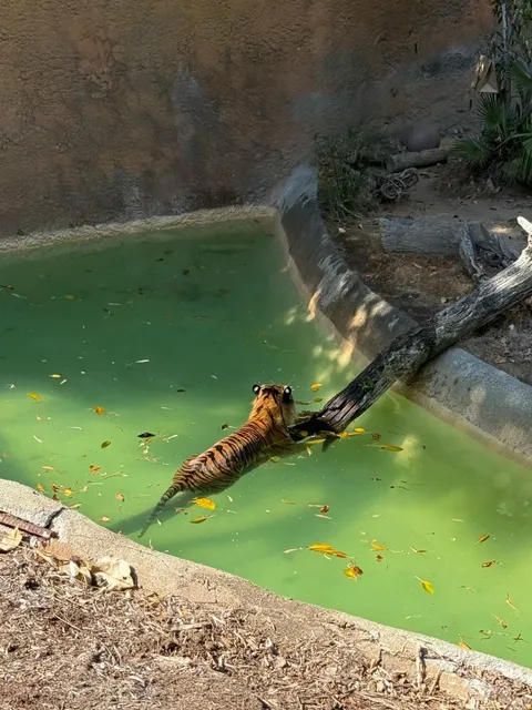 Los Angeles Is So Hot Even the Tigers Are Jumping Into Water! 🐅💦  