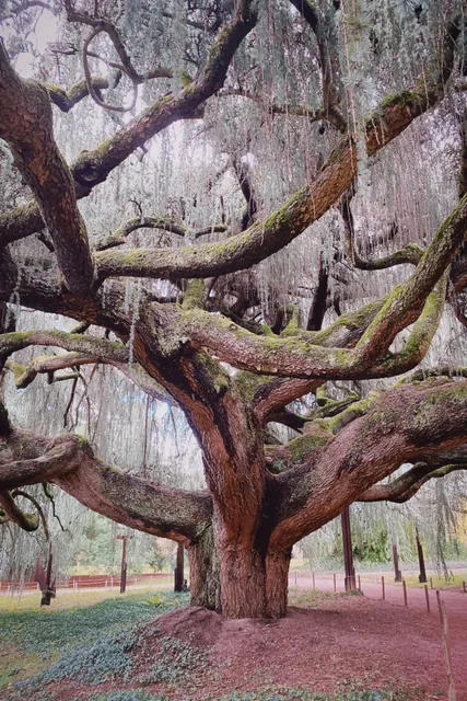 🍁 Paris Late Autumn Ultimate Outdoor Spot for Strolling with Kids 🌳