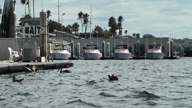 🛶 First-Person View: Kayaking at UCLA & Meeting a Seal! 🦭