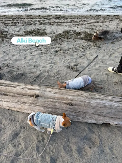 Best Places to Walk Cats in Seattle 😻