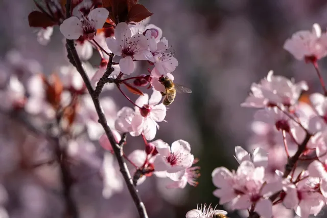 An Unforgettable Stroll Through Albury!🌿✨