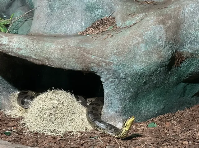 🇧🇷 Aquario Itaquera, Sao Paulo