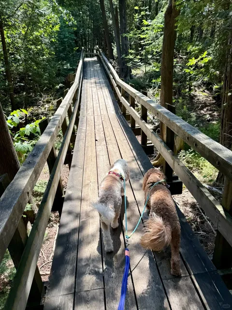 Enchanting Lakeside Hike at Crawford Lake Conservation Area🌲🌊