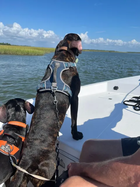 Beautiful South Carolina Wetlands Tour 🌿🛥️