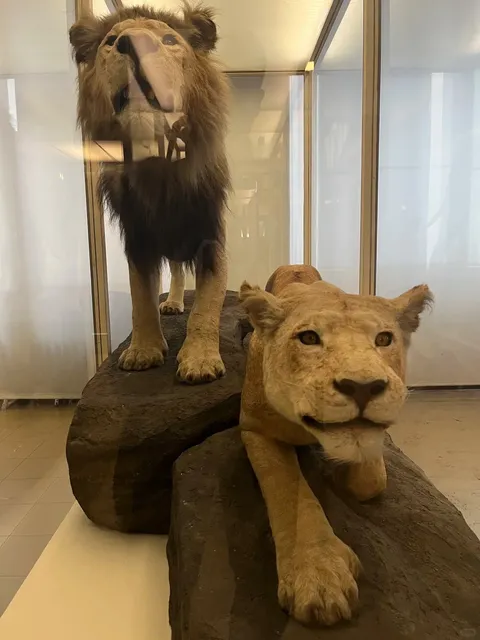 🇩🇪 Frankfurt | Senckenberg Natural History Museum on a Sunday