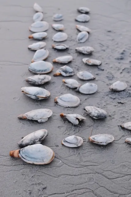 Boston Clamming Guide: How to Actually Find Geoducks! 🦪🌊  