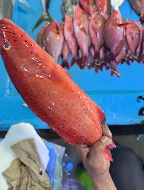 200 Rufiyaa for Grouper + Rat Grouper, Saved by Liupo Chili Powder