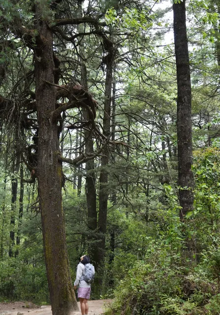 Bhutan in Bloom: Spring Guide to Its Most Stunning Season 🌼