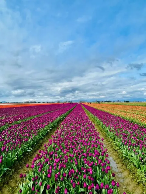 Skagit Valley Tulip Fields in Washington State 🌷 