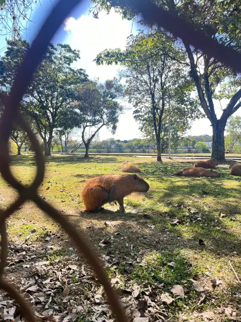 🇧🇷 Parque Villa-Lobos | São Paulo's Green Oasis