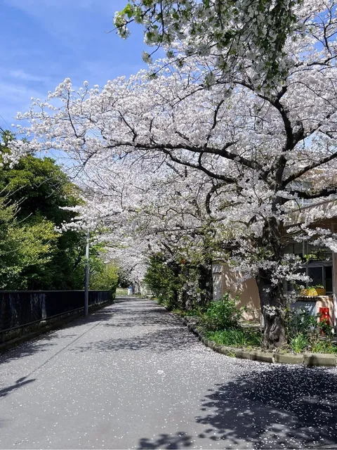 A Day Trip to Kamakura for Cherry Blossom Viewing 🌸 near Tokyo