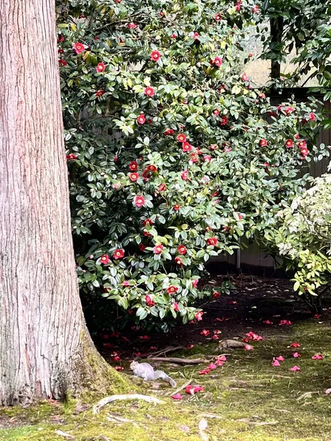 Seattle Early Spring Outing | Japanese Garden 🌿 and Botanical Garden 