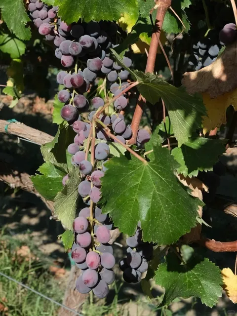 Southern California’s Hidden Gem for Fresh Kyoho Grapes! 