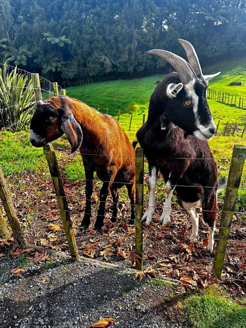 🌍 First Sunrise in the World | 2D1N in Gisborne, NZ! 