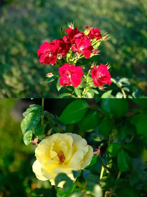 Rome's Municipal Rose Garden Reopens! 🌹 Must-Visit Spot