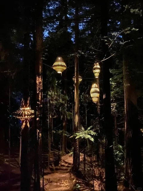 Here’s your ultimate guide to Rotorua’s Redwood Forest