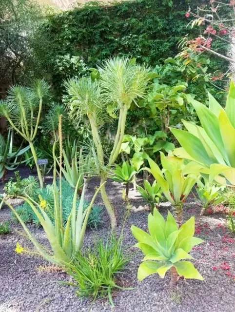 Unveiling the Enigmatic Gardens of Marrakech （1）