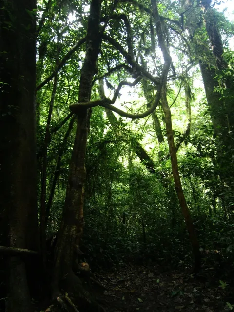 🌲😱 Accidentally Wandered into a Cthulhu-Style Primeval Forest!