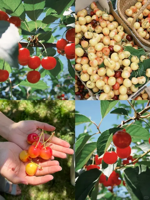 Thompson's Farm Cherry Picking | Sweet & Affordable Summer Fun 🍒💰​​