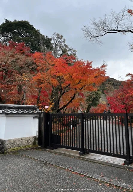Kyoto Travel 🍁