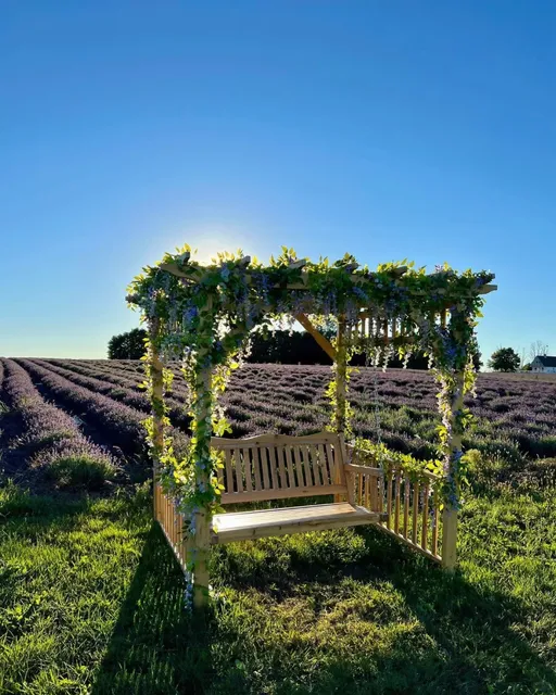 Toronto's Hidden Gem: Lavender Polo Farm - A Summer Must-Visit! 💜
