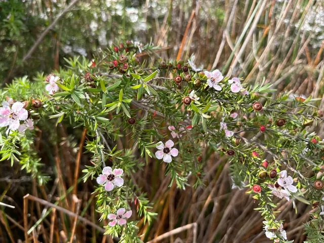 Auckland Botanic Gardens | Weekend Escape 🌿🌼