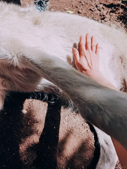 Seattle｜Taking Selfies with Wolves Who Pose Like Pros 🐺📸