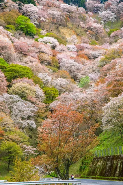 Seven Days of Exploring Nara