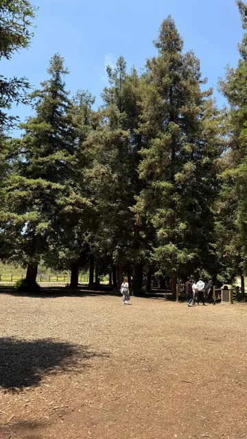 LA｜Exploring Los Angeles’ Hidden Forest: The Redwood Grove 🌲✨