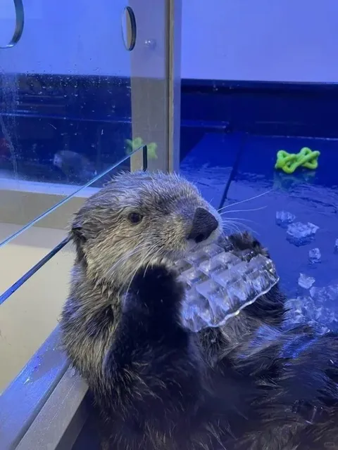 🦦 Birmingham’s National SEA LIFE Centre: Otter-ly Adorable! 🌊