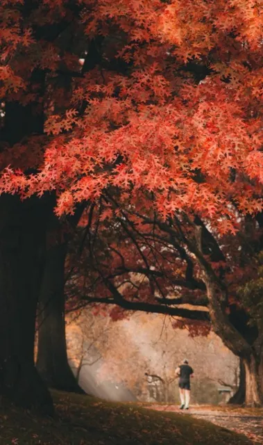 🍁 Mellon Park - Pittsburgh's Autumnal Sanctuary! 🎨