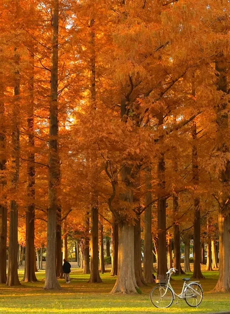 Shall we go see the red leaves together? 🍁 Tokyo Red Leaves