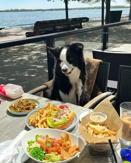 ​​Toronto’s Ultimate Pet-Friendly Patio | Irene  🐾🌊
