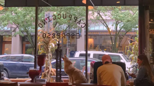 Java’s Café | Coffee & Vibes in the Heart of Rochester! ☕