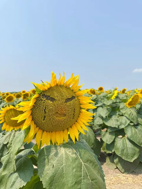 Sunflower Fields of Markham | A Van Gogh Dream Come True 🌻🎨  