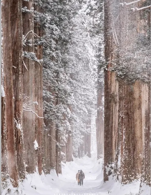 Japan Travel | Nagano's Most Beautiful Winter Scenery (3)🌨️