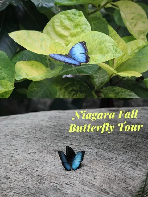 🇨🇦 Niagara Falls Butterfly Conservatory Adventure