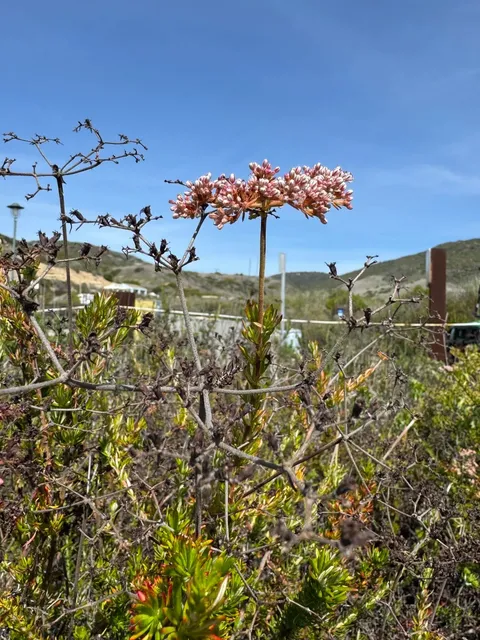 🌊 Crystal Cove Beach｜SoCal’s Hidden Gem Beach 💎📍  