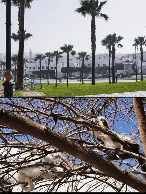 🇲🇦 Rabat, Morocco | Nobody Told Me It Was This Beautiful! 🌊