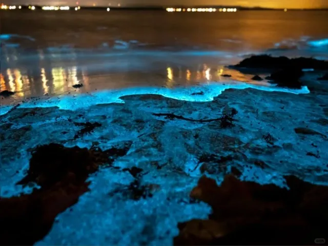 🇦🇺 Sydney’s "Blue Tears" (Bioluminescence) Guide!