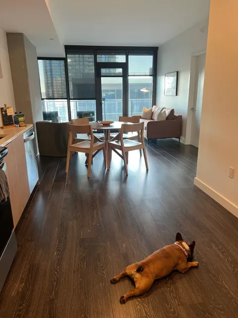 🏙️ A Great Place to Stay! 🐾