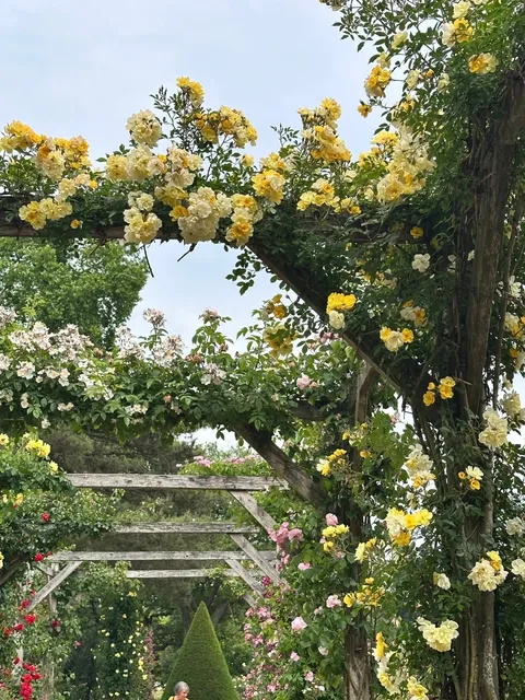 Blooms & Peacocks: A Floral Fairytale in Bois de Boulogne 🌹🦚