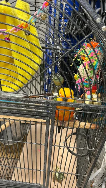 Tampa's Little Greek Town 🇬🇷