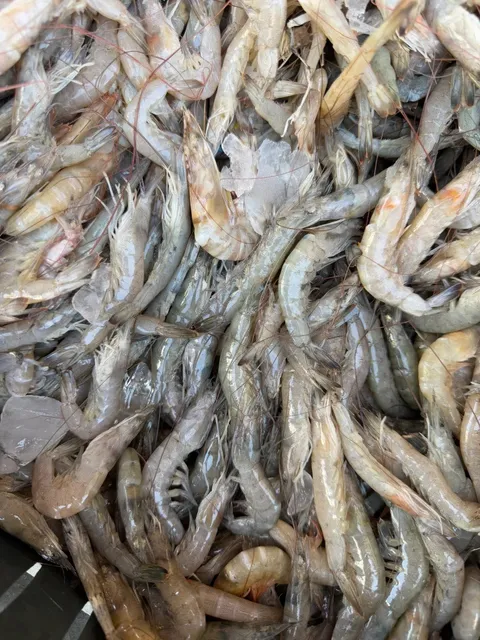 Port Said Seafood Guide 🦀🐟 - The Ultimate Catch!